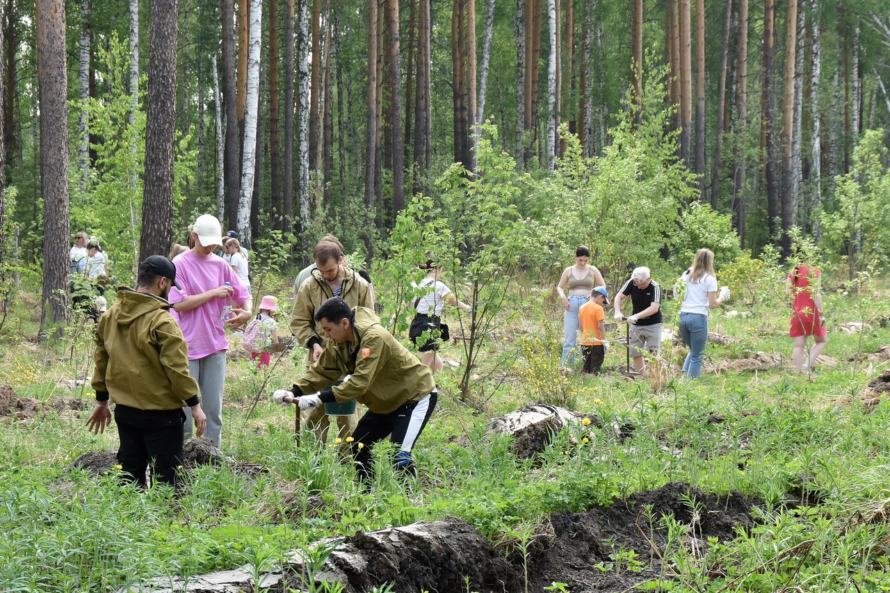 Саженцы березовский свердловская область. Весь Сосновый. Директор Березовского лесничества. Восстановление лесов.