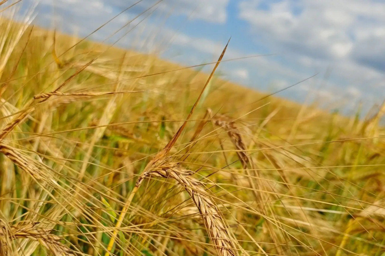 этапы оптимизации бизнес-процессов. внедрение новые стабильные элементы. меры государственной поддержки малого предпринимательства. оптимизация деятельности предприятия. стратегические направления предприятия.